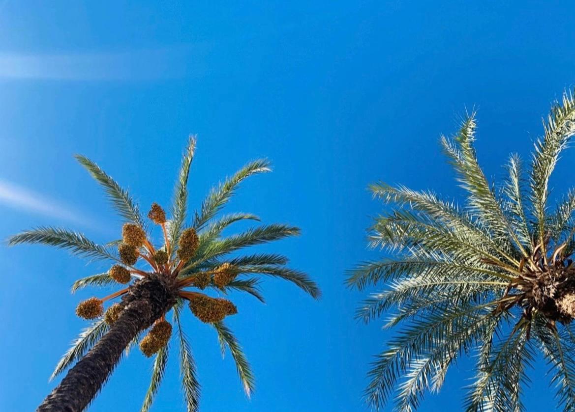 La Margarita Daire Torrevieja Dış mekan fotoğraf